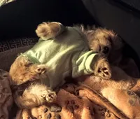 Shorkie/Bichon, pad trained , a female Bichon Frise and Shorkie for sale in Spraggs, PA – Photo 2 of 4