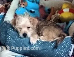 Shorkie/Bichon, pad trained 