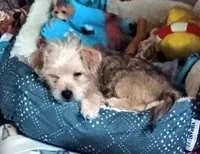 Shorkie/Bichon, pad trained , a female Bichon Frise and Shorkie for sale in Spraggs, PA – Photo 1 of 4