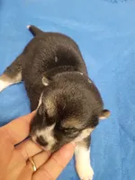 2 weeks old, a female Shiba Inu for sale in Spraggs, PA – 4 of 8