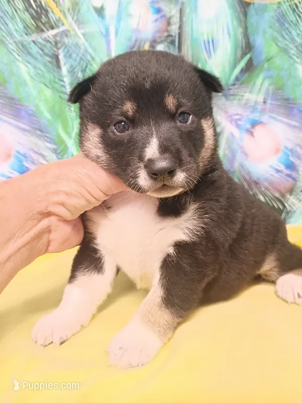 Three weeks old boy – Shiba Inu puppy for sale in Spraggs, PA