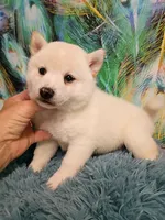 Runt Cream boy, a male Shiba Inu for sale in Spraggs, PA – 3 of 5