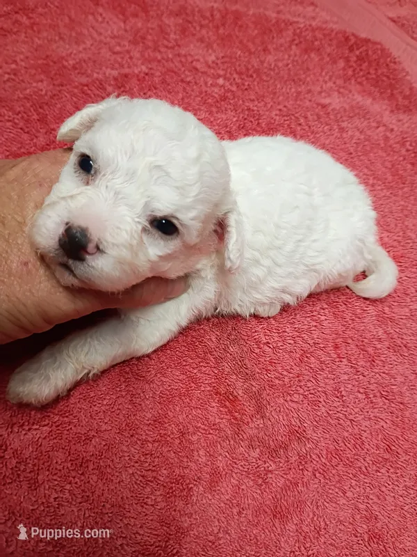 Bichon Lady – Bichon Frise puppy for sale in Spraggs, PA
