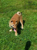 Red Sesame. Ready now !, a male Shiba Inu for sale in Spraggs, PA – 5 of 7
