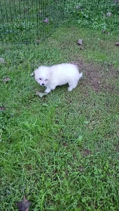 Toy size Bichon girl, a female Bichon Frise for sale in Spraggs, PA – 10 of 10