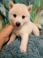 Runt Cream boy, a male Shiba Inu for sale in Spraggs, PA – 4 of 5