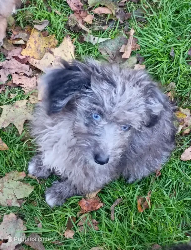 Mini blue eyes Boy Ready – Miniature Aussiedoodle puppy for sale in Spraggs, PA