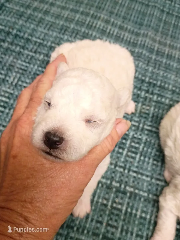 Little Bichon boy – Bichon Frise puppy for sale in Spraggs, PA