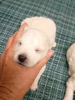 Little Bichon boy, a male Bichon Frise for sale in Spraggs, PA – 1 of 2