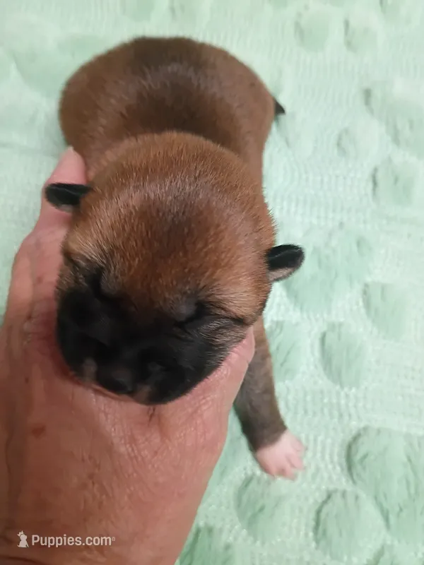Red lady  – Shiba Inu puppy for sale in Spraggs, PA