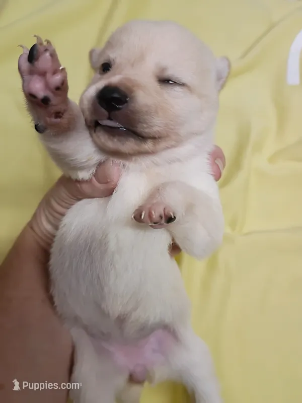 Cream female  – Shiba Inu puppy for sale in Spraggs, PA