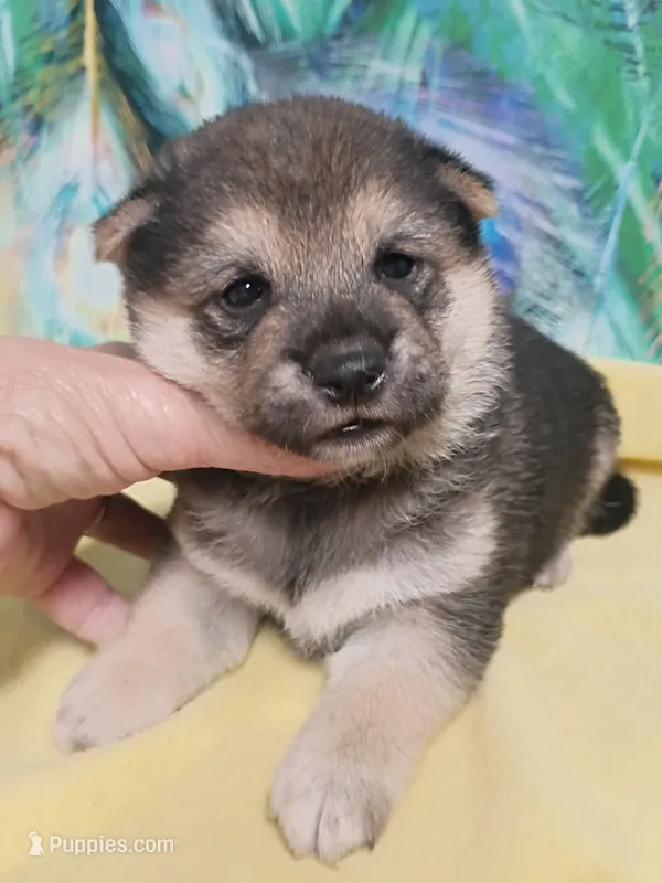 Three weeks old male – Shiba Inu puppy for sale in Spraggs, PA