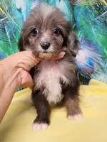 Toy Aussie Doodle girl Ready !, a female Miniature Aussiedoodle for sale in Spraggs, PA – 4 of 9