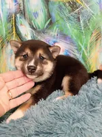 Sesame boy, a male Shiba Inu for sale in Spraggs, PA – 4 of 5