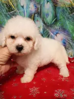 Bichon Girl, a female Bichon Frise for sale in Spraggs, PA – 3 of 3