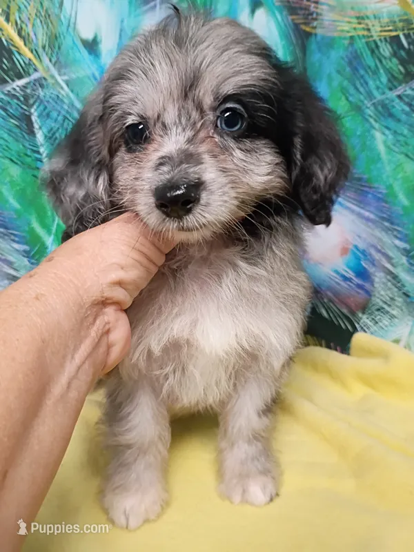 Toy Aussie doodle – Miniature Aussiedoodle puppy for sale in Spraggs, PA
