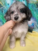 Small Aussie doodle Ready now !, a female Miniature Aussiedoodle for sale in Spraggs, PA – 1 of 8