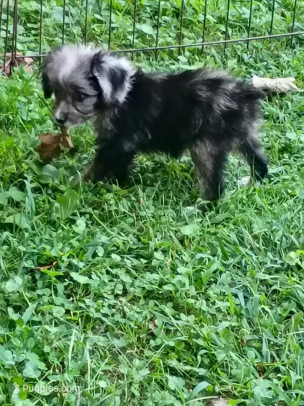 Toy Aussie Doodle girl Ready ! Quite small – Poodle - Toy , Toy Australian Shepherd puppy for sale in Spraggs, PA