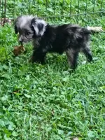 Toy Aussie Doodle girl Ready ! Quite small, a female Poodle - Toy  and Toy Australian Shepherd for sale in Spraggs, PA – 1 of 8