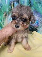  Toy size ! Aussie Doodle girl, a female Miniature Aussiedoodle for sale in Spraggs, PA – 4 of 4