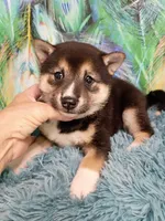 Sesame boy, a male Shiba Inu for sale in Spraggs, PA – 3 of 5