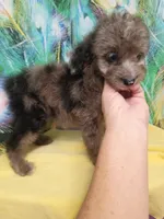 Mini blue eyes Boy Ready, a male Miniature Aussiedoodle for sale in Spraggs, PA – 8 of 10