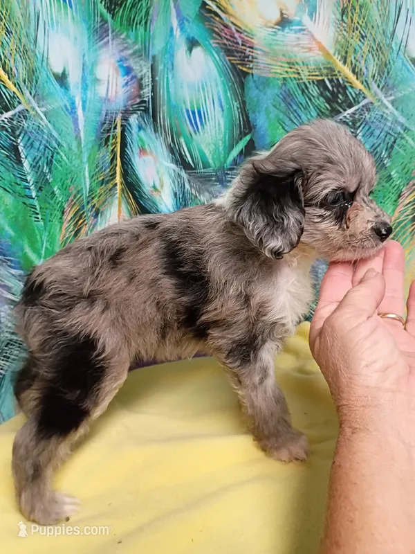 Toy Blue – Miniature Aussiedoodle puppy for sale in Spraggs, PA