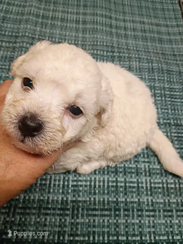 Bichon Boy – Bichon Frise puppy for sale in Spraggs, PA