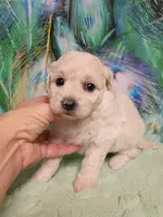 Poo-chon female , a female Bichpoo for sale in Spraggs, PA – 5 of 5