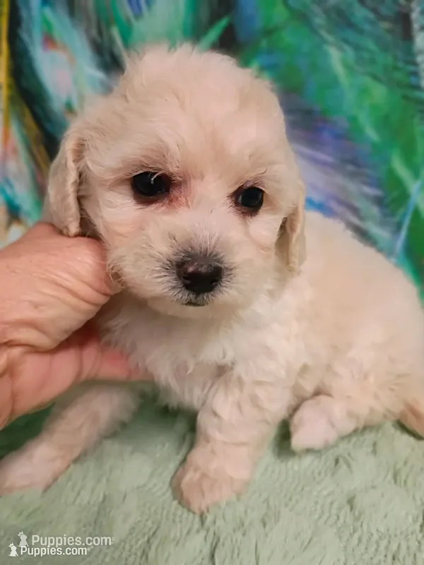 Poo-chon female  – Bichpoo puppy for sale in Spraggs, PA