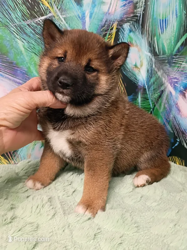 Puppy boy Coco  – Shiba Inu puppy for sale in Spraggs, PA