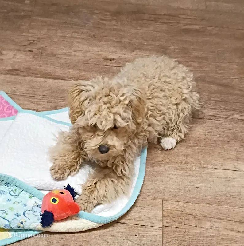 Annie, Toy girl  – Poodle - Toy  puppy for sale in Spraggs, PA