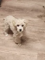 processed/614cd843-c74a-4709-addd-834de4b9ecce/listing/aacecb1a-96fb-4346-8e83-0fe472e1a271/1c3bb10f-60d7-4d31-89ae-4dfd30a1c21a