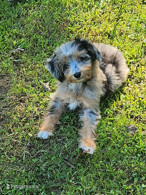 Blueboy Ready now ! – Miniature Aussiedoodle puppy for sale in Spraggs, PA
