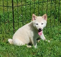 Cream little. Ready now !, a male Shiba Inu for sale in Spraggs, PA – 2 of 9