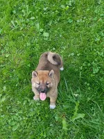 Red Sesame. Ready now !, a male Shiba Inu for sale in Spraggs, PA – 5 of 9