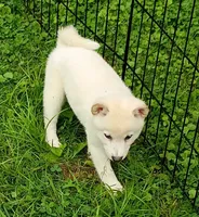 Runt Cream boy reduced , a male Shiba Inu for sale in Spraggs, PA – 6 of 9