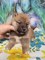 Red Meme, Tinyest !, a male Shiba Inu for sale in Spraggs, PA – 4 of 6