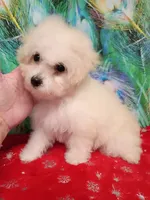 Toy size Bichon girl, a female Bichon Frise for sale in Spraggs, PA – 3 of 10