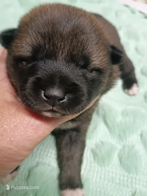 Puppy boy Coco  – Shiba Inu puppy for sale in Spraggs, PA