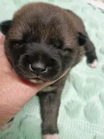 Puppy boy Coco , a male Shiba Inu for sale in Spraggs, PA – 1 of 7