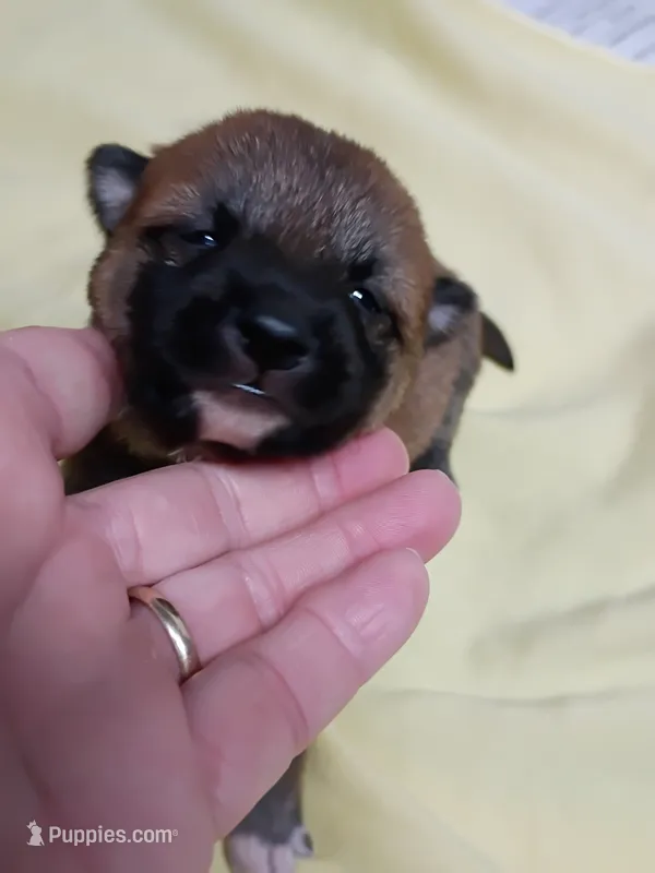 Red lady  – Shiba Inu puppy for sale in Spraggs, PA