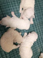 Little Bichon lady , a female Bichon Frise for sale in Spraggs, PA – 3 of 3