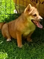 Red Male, Ready now  !, a male Shiba Inu for sale in Spraggs, PA – 6 of 7