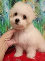 Toy size Bichon girl, a female Bichon Frise for sale in Spraggs, PA – 7 of 10