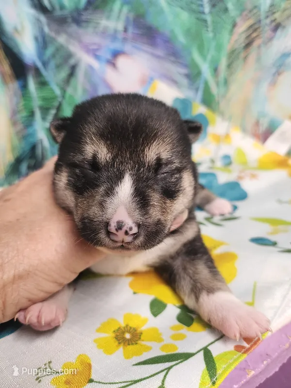 Blaze boy – Shiba Inu puppy for sale in Spraggs, PA