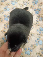 Three weeks old boy, a male Shiba Inu for sale in Spraggs, PA – 5 of 9