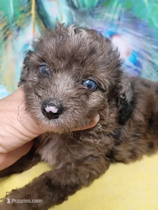 Mini blue eyes Boy – Miniature Aussiedoodle puppy for sale in Spraggs, PA