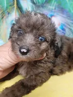 Mini blue eyes Boy, a male Miniature Aussiedoodle for sale in Spraggs, PA – 1 of 7