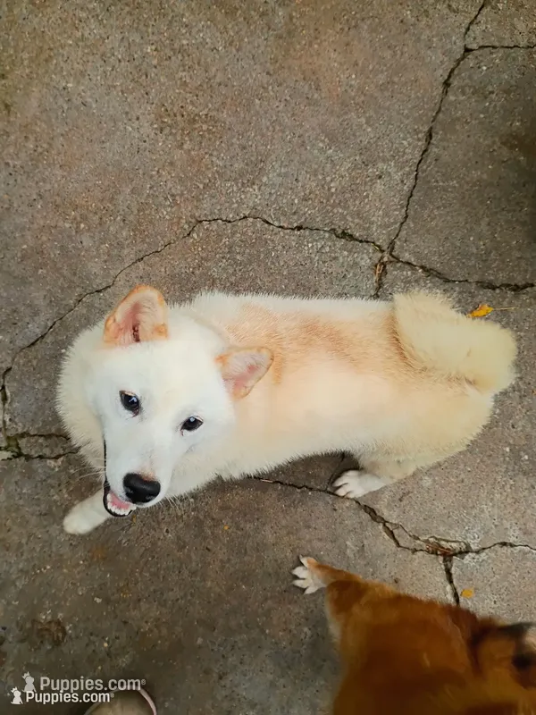 Artic – Shiba Inu puppy for sale in Spraggs, PA